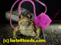 /home//u458753944/public_html/sourcegallery/////Roxborough Toad Detour/2021/2021-03-31/P3310133.JPG